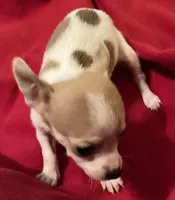 Pixie- teacup sized, a female Jack Russell Terrier and Chihuahua for sale in Camden, SC – Photo 2 of 10