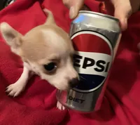 Pixie- teacup sized, a female Jack Russell Terrier and Chihuahua for sale in Camden, SC – Photo 8 of 10