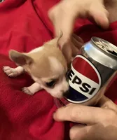 Pixie- teacup sized, a female Jack Russell Terrier and Chihuahua for sale in Camden, SC – Photo 10 of 10