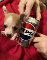 Pixie- teacup sized, a female Jack Russell Terrier and Chihuahua for sale in Camden, SC – Photo 3 of 10