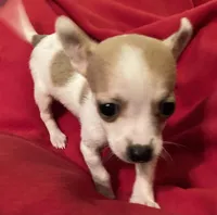 Pixie-  teacup sized, a female Chihuahua for sale in Camden, SC – Photo 6 of 8