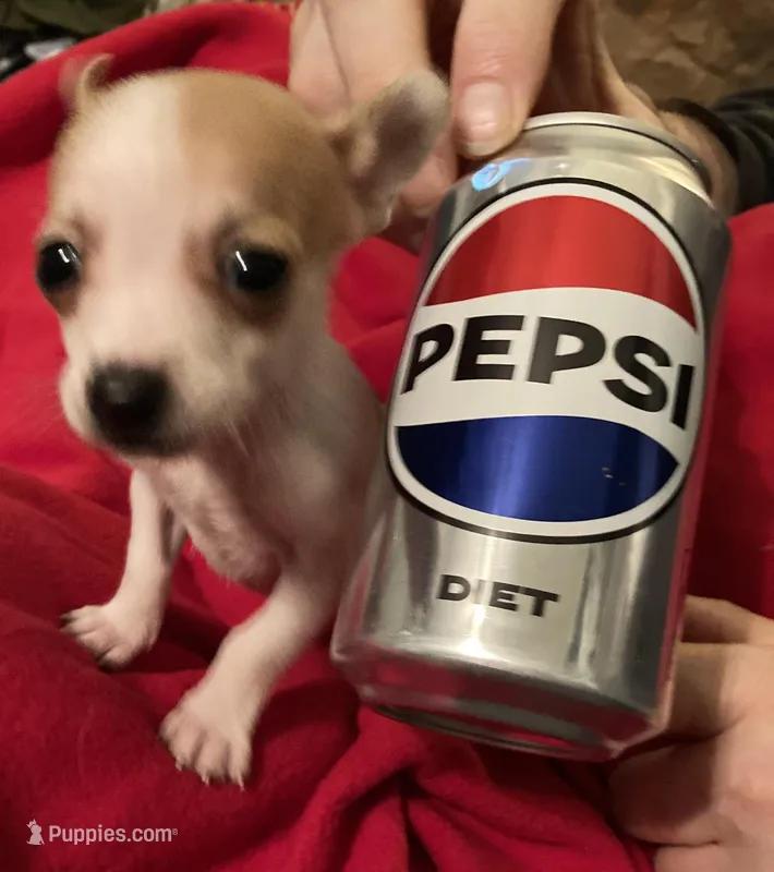 Pixie-  teacup sized