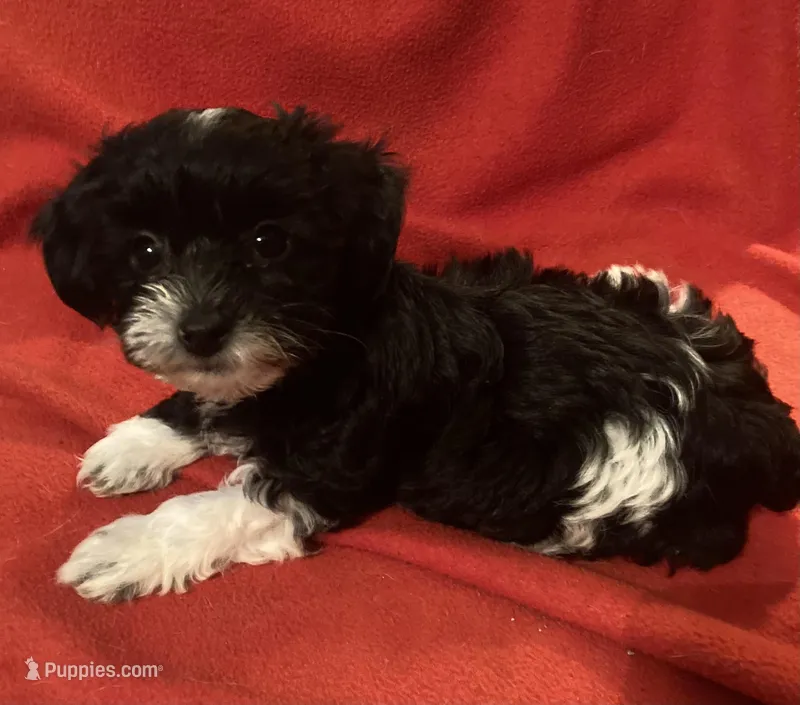 Zoey-perfect lap dog!!!