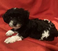 Zoey-perfect lap dog!!!, a female Yorkipoo for sale in Camden, SC – Photo 1 of 7