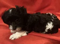 Zoey-perfect lap dog!!!, a female Yorkipoo for sale in Camden, SC – Photo 4 of 7