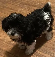 Zoey-perfect lap dog!!!, a female Yorkipoo for sale in Camden, SC – Photo 3 of 7