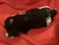 Zoey-perfect lap dog!!!, a female Yorkipoo for sale in Camden, SC – Photo 7 of 7