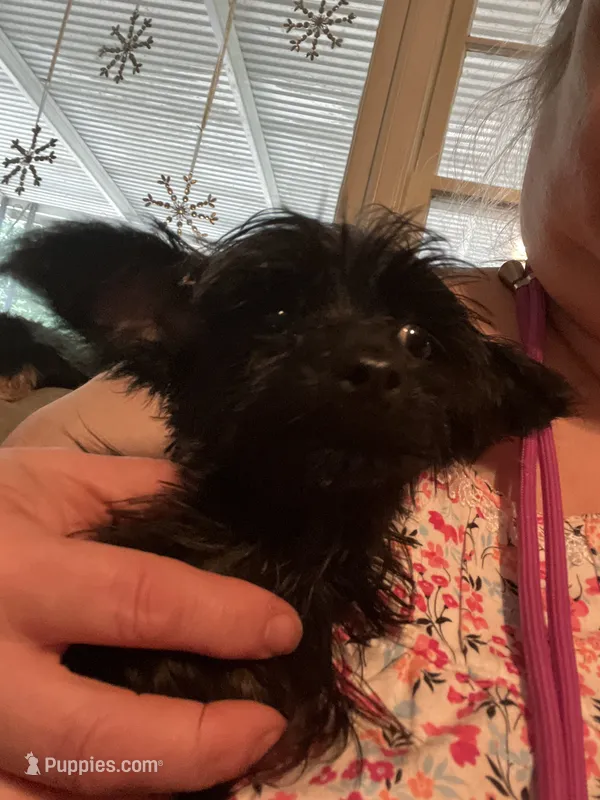 Jasper weight 3.01lbs 3/25/26 – Yorkipoo puppy for sale in Camden, SC