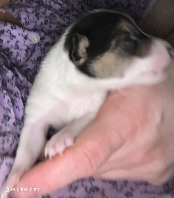 Wishbone – Jack Russell Terrier, Parson Russell Terrier puppy for sale in Camden, SC