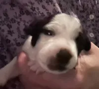 Maggie, a female Jack Russell Terrier and Parson Russell Terrier for sale in Camden, SC – 2 of 4