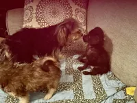 Dumbledore, a male Yorkipoo for sale in Camden, SC – 6 of 6