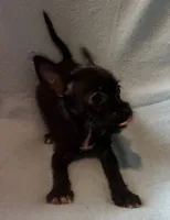 Maisie, a female Chorkie for sale in Camden, SC – 3 of 6