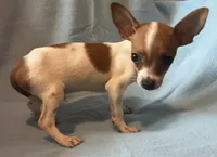 Rebel, a male Chihuahua and Yorkshire Terrier for sale in Camden, SC – 5 of 7