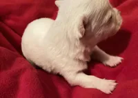 Latte, a female Chihuahua for sale in Camden, SC – Photo 2 of 3