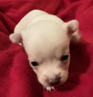 Latte, a female Chihuahua for sale in Camden, SC – Photo 3 of 3