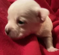 Latte, a female Chihuahua for sale in Camden, SC – Photo 1 of 3