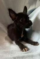 Maisie, a female Chorkie for sale in Camden, SC – 6 of 6