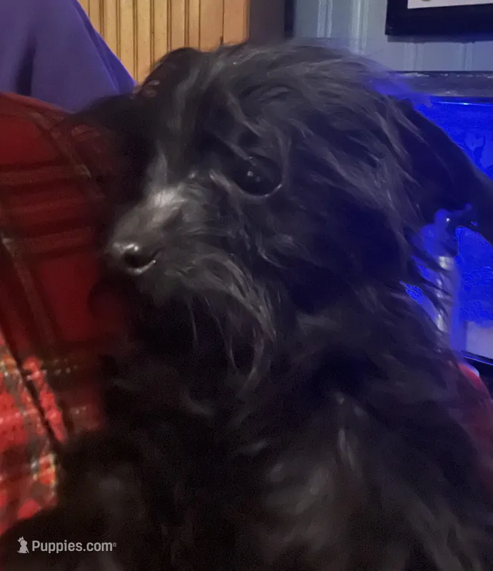 Jasper-weighs 3.01lb on 3/25 – Yorkipoo puppy for sale in Camden, SC