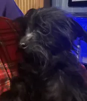 Jasper-weighs 3.01lb on 3/25, a male Yorkipoo for sale in Camden, SC – Photo 1 of 7