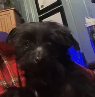 Jasper-weighs 3.01lb on 3/25, a male Yorkipoo for sale in Camden, SC – Photo 3 of 7