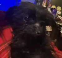 Jasper-weighs 3.01lb on 3/25, a male Yorkipoo for sale in Camden, SC – Photo 6 of 7