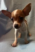 Rebel, a male Chihuahua and Yorkshire Terrier for sale in Camden, SC – 4 of 7