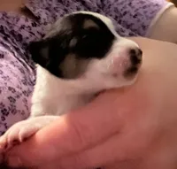 Wishbone, a male Jack Russell Terrier and Parson Russell Terrier for sale in Camden, SC – 2 of 4