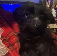 Jasper-weigh 3.01lbs on 3/25, a male Yorkshire Terrier and Poodle - Toy  for sale in Camden, SC – Photo 2 of 7