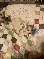 Pixie- teacup sized, a female Jack Russell Terrier and Chihuahua for sale in Camden, SC – Photo 2 of 7