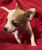 Pixie- teacup sized, a female Jack Russell Terrier and Chihuahua for sale in Camden, SC – Photo 4 of 7