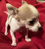 Pixie- teacup sized, a female Jack Russell Terrier and Chihuahua for sale in Camden, SC – Photo 6 of 7