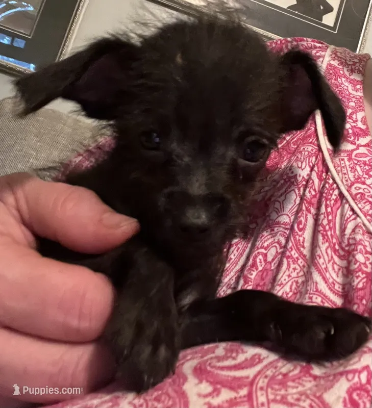 Dumbledore – Yorkshire Terrier, Poodle - Toy  puppy for sale in Camden, SC