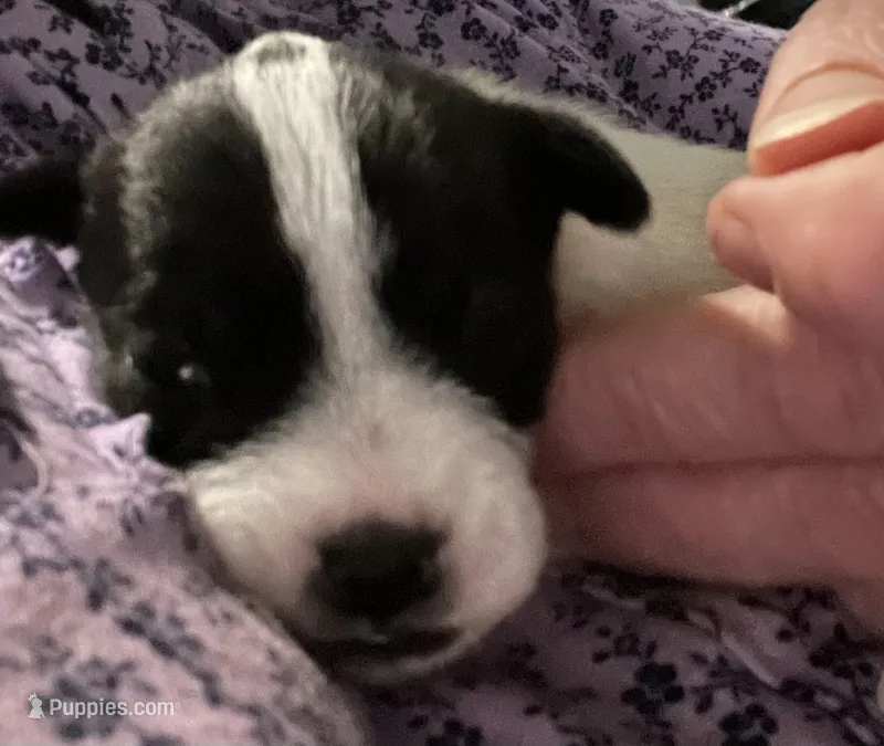 Ellie – Jack Russell Terrier, Parson Russell Terrier puppy for sale in Camden, SC