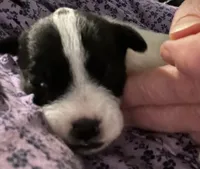Ellie, a female Jack Russell Terrier and Parson Russell Terrier for sale in Camden, SC – 1 of 4
