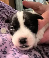 Ellie, a female Jack Russell Terrier and Parson Russell Terrier for sale in Camden, SC – 2 of 4