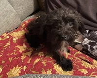 Sirius Black-weighs 4.18lbs on 3/25, a male Yorkshire Terrier and Poodle - Toy  for sale in Camden, SC – Photo 3 of 6