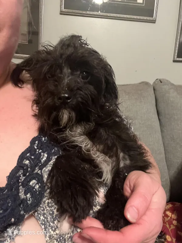 Sirius Black-weighs 4.18lbs on 3/25 – Yorkshire Terrier, Poodle - Toy  puppy for sale in Camden, SC