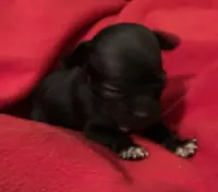 Jinx, a female Chihuahua for sale in Camden, SC – Photo 7 of 9