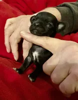 Jinx, a female Chihuahua for sale in Camden, SC – Photo 8 of 9