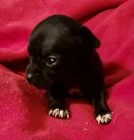 Jinx, a female Chihuahua for sale in Camden, SC – Photo 2 of 9