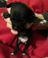 Jinx, a female Chihuahua for sale in Camden, SC – Photo 9 of 9