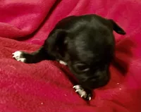 Jinx, a female Chihuahua for sale in Camden, SC – Photo 4 of 9