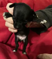 Jinx, a female Chihuahua for sale in Camden, SC – Photo 6 of 9