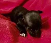 Jinx, a female Chihuahua for sale in Camden, SC – Photo 3 of 9