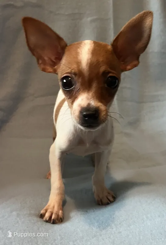 Rebel – Chihuahua, Yorkshire Terrier puppy for sale in Camden, SC