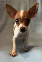 Rebel, a male Chihuahua and Yorkshire Terrier for sale in Camden, SC – 1 of 7