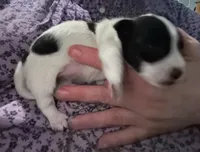 Ellie, a female Jack Russell Terrier and Parson Russell Terrier for sale in Camden, SC – 3 of 4