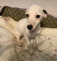 Luna- under 10lbs fully grown, a female Jack Russell Terrier for sale in Camden, SC – Photo 3 of 5