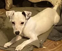 Luna- under 10lbs fully grown, a female Jack Russell Terrier for sale in Camden, SC – Photo 1 of 5