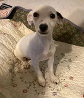 Luna- under 10lbs fully grown, a female Jack Russell Terrier for sale in Camden, SC – Photo 4 of 5